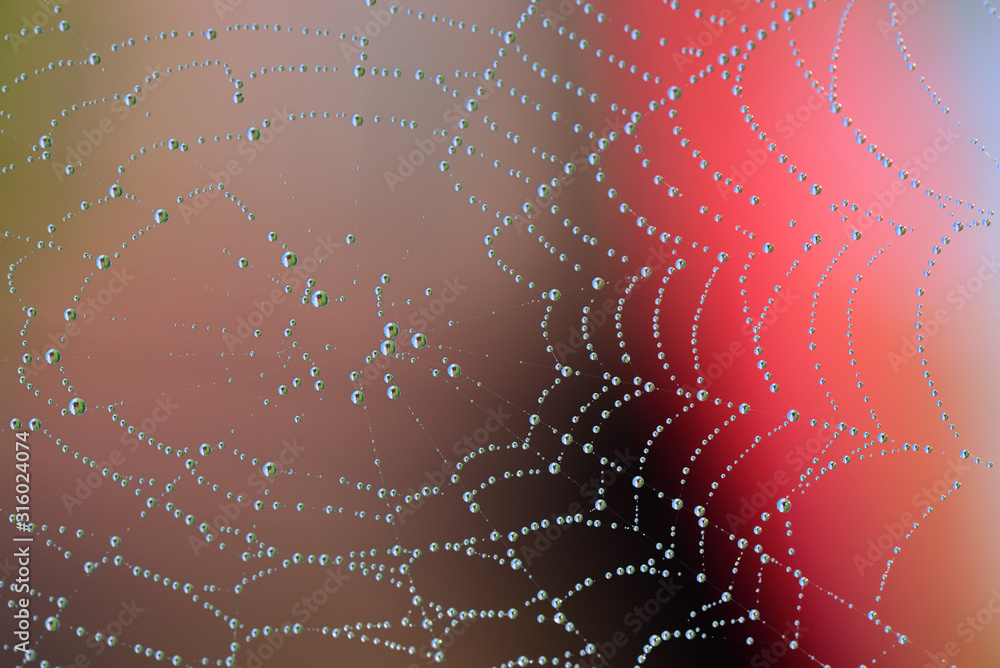 Canvas Prints close-up and background of a round spider web with many drops of water that glisten in the sun and i