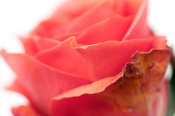 Close up shot of a rosebud isolated on white background