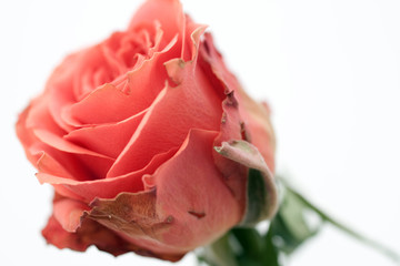 Close up shot of a rosebud isolated on white background