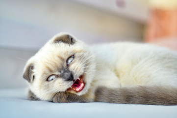 White Scottish fold domestic cat angry, hisses, growls in bed. Portrait of Scottish kitten with...