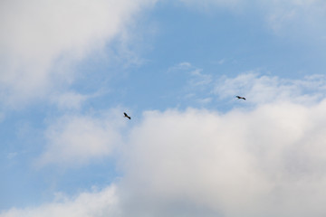 Storks flyig high in the clouds with baby blue sky