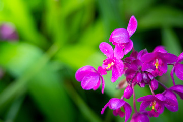 Fototapeta premium Beautiful blooming orchids in forest