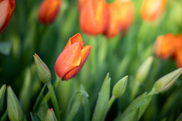 Fototapeta premium Beautiful bouquet of tulips. colorful tulips. nature background