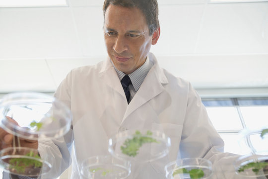 Scientist examining plants in petri dishes