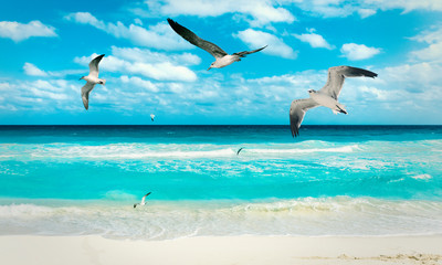 Birds flying at Cancun beach