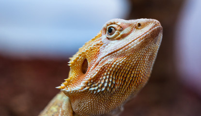 Close up portrait of bearded  lizard