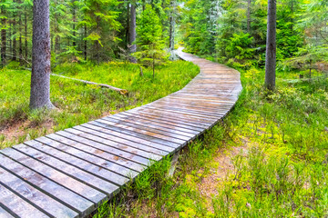 Autumn forest walk. Touristic wooden plank path