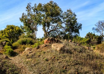 Tree on a Hill