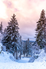 Winter forest scenery. Coniferous trees covered by snow and illuminated by evening sunset