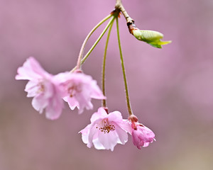 雨の日にしっとりと咲く枝垂桜のアップ