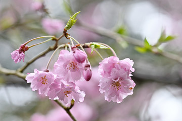 雨の日にしっとりと咲く枝垂桜のアップ