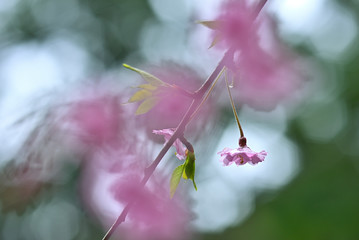 雨の日にしっとりと咲く枝垂桜のアップ