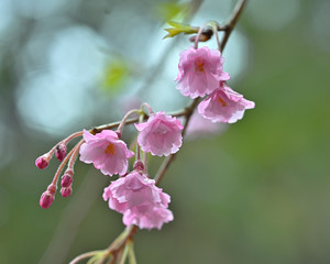雨の日にしっとりと咲く枝垂桜のアップ
