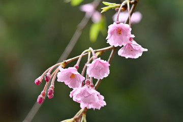 雨の日にしっとりと咲く枝垂桜のアップ