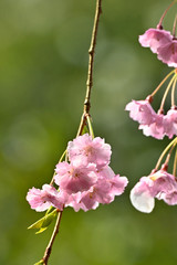 雨の日にしっとりと咲く枝垂桜のアップ