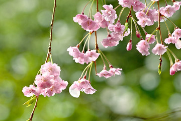 雨の日にしっとりと咲く枝垂桜のアップ