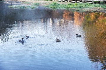 Mallards swimming in the pond of the natural park in the early morning.