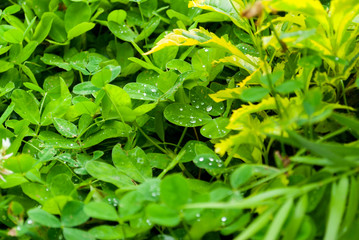 Green leaf foliage with water drops after outdoor rain, natural light in Guatemala.