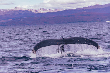 whale tail  on a lake patagonia argentina ushuaia