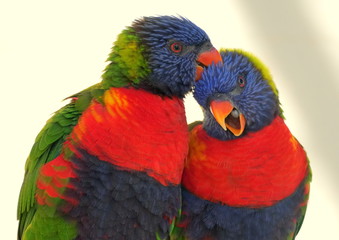 A rainbow lorikeet cleaning the feathers on its partner