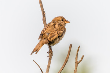 Female House Sparrow in the Coastal Sand Dunes
