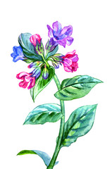 Blooming forest plant Lungwort, watercolor drawing on a white background, isolated.