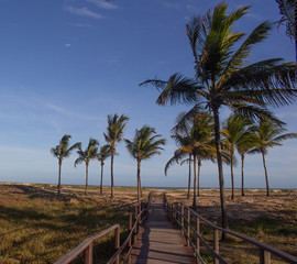 palm trees on the beach with a beatiful  wooden walkway