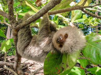 Sloth © Manuel