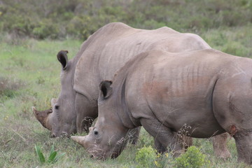 rhinoceros in wild