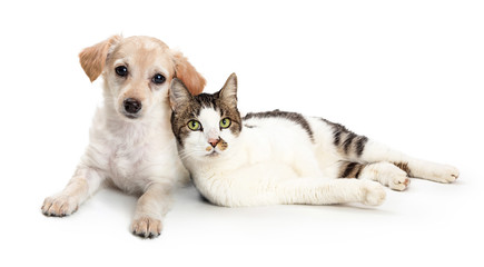 Cute Cat and Dog Snuggling Together