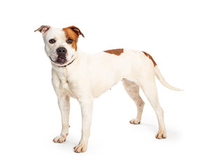 Pit Bull White Brown Spots Standing Side