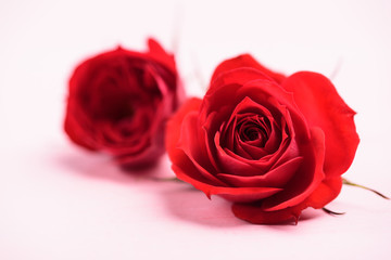 Beautiful red roses blossom on pink background, Valentines day