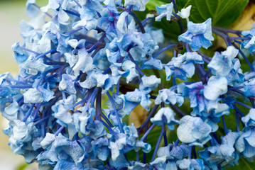  Hydrangea flower outdoors, garden with natural light in Guatemala, natural ornament.