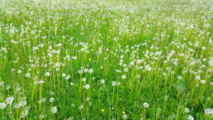 Wiese mit Pustelblumen