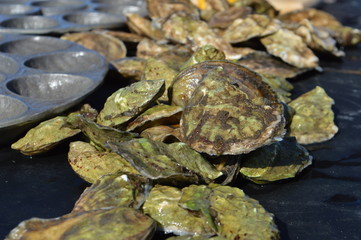 Obraz premium fresh oysters from an oyster farm in Maine