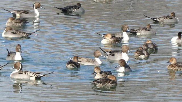 オナガガモ　犀川　長野県　日本　
