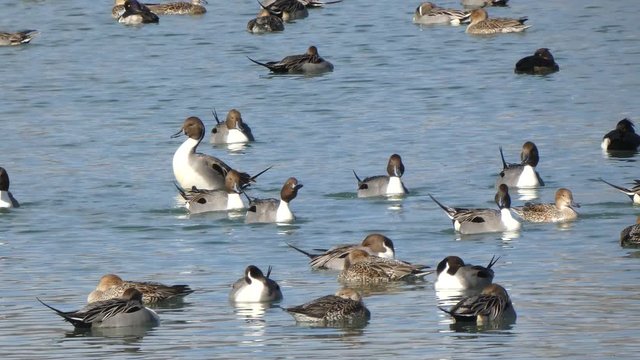 オナガガモ　犀川　長野県　日本　
