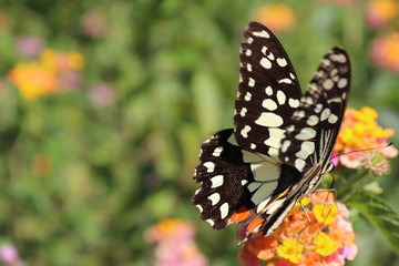 butterfly on flower