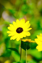 sunflower in garden