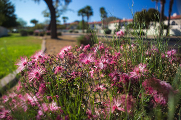 Fairy duster blooming, a beautiful spring day. Selective focus. 