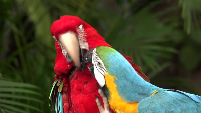 Couple of red and green macaw with blue and yellow macaw