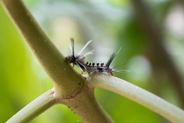 A little caterpillar possed in a green leaf