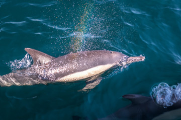 Obraz premium Dolphins in the wave, Australia