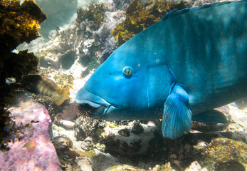 Blue Groper, Sydney Australia
