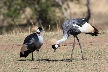 Grey-crowned Crane