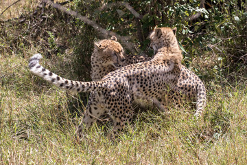 African Cheetah