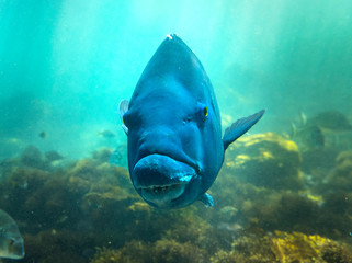 Blue Groper, Sydney Australia
