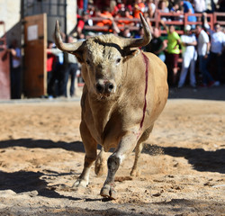 toro español con grandes cuernos