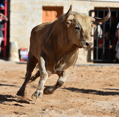 spanish furious bull with big horns