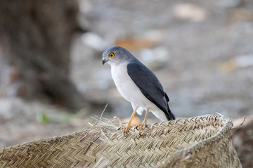 Frances's Sparrowhawk